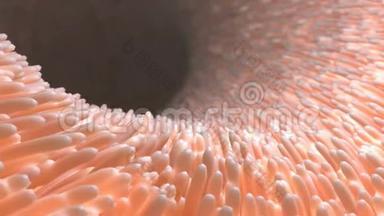 在显微镜下观察肠道内的真实绒毛。肠壁。显微绒毛和毛细血管。3d与